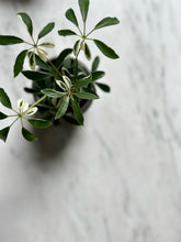 Load image into Gallery viewer, Potted Plant (Small)