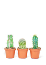 Load image into Gallery viewer, Baby Cactus Box, Extra Small