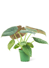 Load image into Gallery viewer, Alocasia 'Grey Dragon', Small