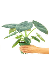 Load image into Gallery viewer, Alocasia 'Grey Dragon', Small
