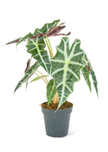 Load image into Gallery viewer, Alocasia 'Polly', Small