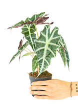 Load image into Gallery viewer, Alocasia 'Polly', Small