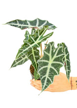 Load image into Gallery viewer, Alocasia 'Polly', Small