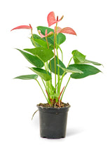 Load image into Gallery viewer, Anthurium 'Pink Flamingo', Small
