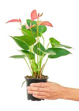 Load image into Gallery viewer, Anthurium 'Pink Flamingo', Small