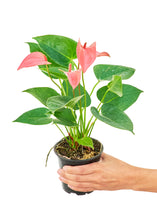 Load image into Gallery viewer, Anthurium 'Pink Flamingo', Small