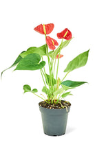 Load image into Gallery viewer, Anthurium 'Red Flamingo', Small