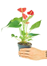 Load image into Gallery viewer, Anthurium 'Red Flamingo', Small