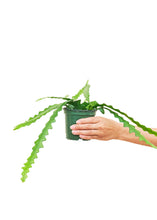 Load image into Gallery viewer, Fishbone Cactus, Small