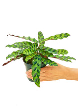 Load image into Gallery viewer, Calathea 'Rattlesnake', Small