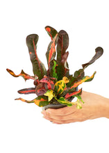 Load image into Gallery viewer, Variegated Croton, Small