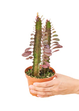 Load image into Gallery viewer, African Milk Tree, Small