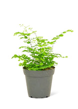 Load image into Gallery viewer, Maidenhair Fern, Small