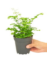 Load image into Gallery viewer, Maidenhair Fern, Small