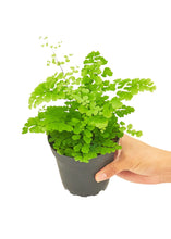 Load image into Gallery viewer, Maidenhair Fern, Small