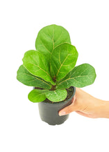 Load image into Gallery viewer, Fiddle Leaf Fig, Small