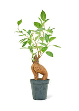 Load image into Gallery viewer, Ficus 'Ginseng', Small