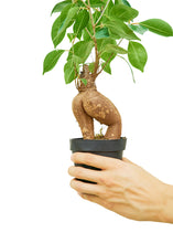 Load image into Gallery viewer, Ficus 'Ginseng', Small