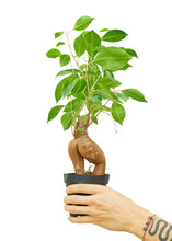 Load image into Gallery viewer, Ficus 'Ginseng', Small