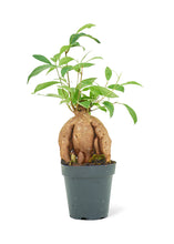 Load image into Gallery viewer, Ficus 'Ginseng', Small