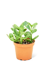 Load image into Gallery viewer, Jade Plant, Small