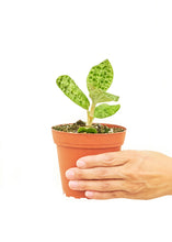 Load image into Gallery viewer, Lightning Jewel Orchid, Small