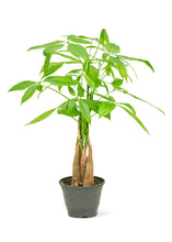 Load image into Gallery viewer, Braided Money Tree, Small