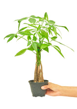Load image into Gallery viewer, Braided Money Tree, Small