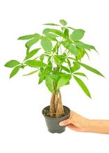 Load image into Gallery viewer, Braided Money Tree, Small