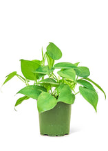 Load image into Gallery viewer, Sweetheart Philodendron, Small