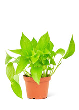 Load image into Gallery viewer, Golden Pothos, Small