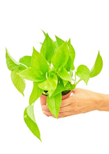 Load image into Gallery viewer, Golden Pothos, Small