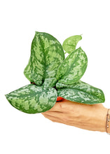 Load image into Gallery viewer, Silver Pothos 'Exotica', Small