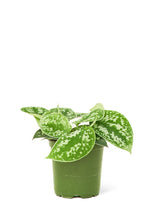 Load image into Gallery viewer, Scindapsus 'Silvery Ann', Small