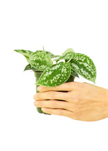 Load image into Gallery viewer, Scindapsus 'Silvery Ann', Small