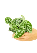 Load image into Gallery viewer, Scindapsus 'Silvery Ann', Small