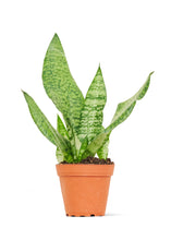 Load image into Gallery viewer, Snake Plant 'Zeylanica', Small