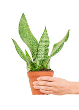 Load image into Gallery viewer, Snake Plant 'Zeylanica', Small