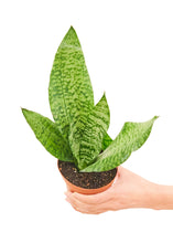 Load image into Gallery viewer, Snake Plant 'Zeylanica', Small
