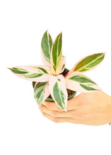 Load image into Gallery viewer, Stromanthe 'Triostar', Small