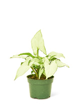 Load image into Gallery viewer, White Arrowhead Plant, Small