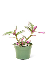 Load image into Gallery viewer, Tradescantia 'Nanouk', Small