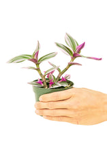 Load image into Gallery viewer, Tradescantia 'Nanouk', Small