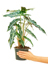 Load image into Gallery viewer, Alocasia 'Polly', Medium