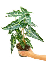 Load image into Gallery viewer, Alocasia 'Polly', Medium