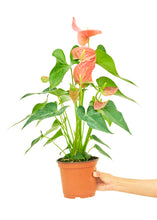 Load image into Gallery viewer, Anthurium 'Pink Flamingo', Medium