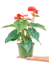 Load image into Gallery viewer, Anthurium 'Red Flamingo', Medium