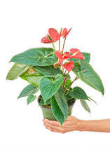 Load image into Gallery viewer, Anthurium 'Red Flamingo', Medium