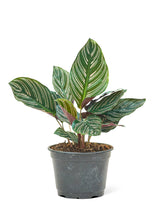 Load image into Gallery viewer, Calathea 'Pinstripe', Medium