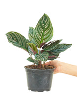Load image into Gallery viewer, Calathea 'Pinstripe', Medium